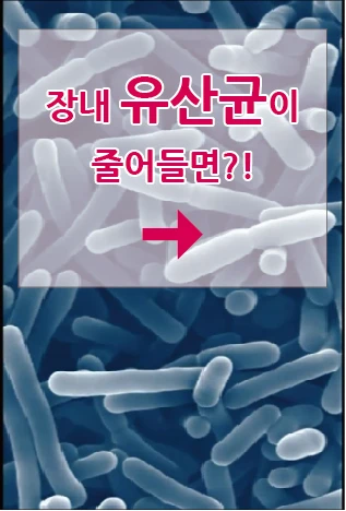 What happens when intestinal lactic acid bacteria decrease?