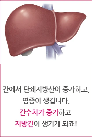 Short-chain fatty acids increase in the liver and inflammation occurs