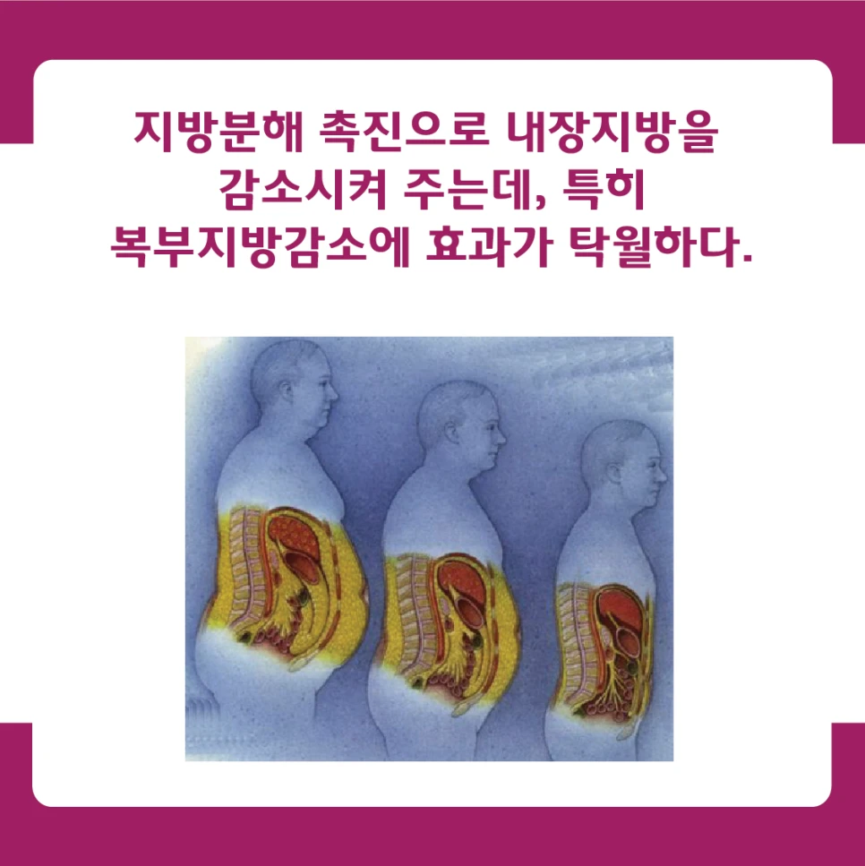 It promotes fat breakdown and reduces visceral fat, with particularly notable effects described for abdominal fat.