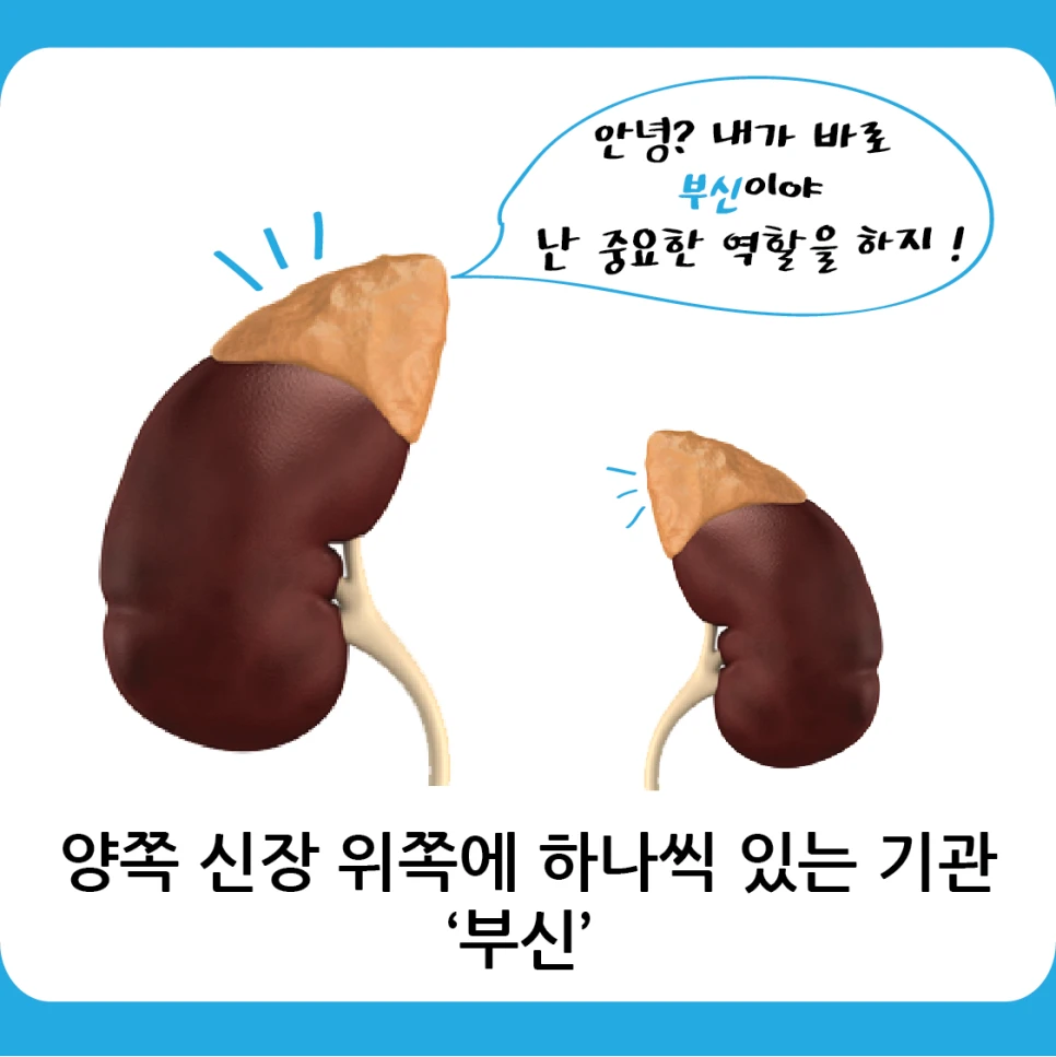 “Hello! I am an adrenal gland