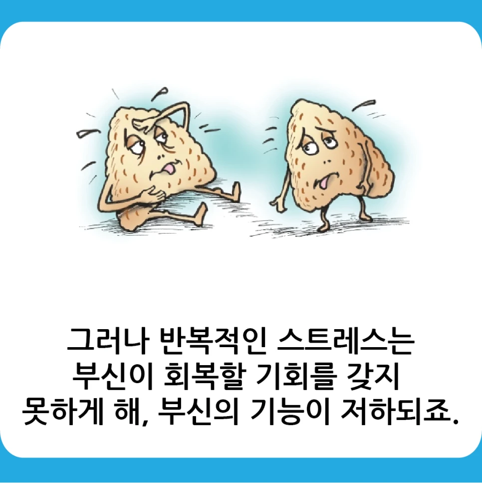 However, repeated stress prevents the adrenal glands from having a chance to recover, lowering their function.