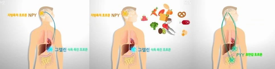 Diagram labels: appetite-stimulating hormone NPY; ghrelin, an appetite-stimulating hormone; PYY, a satiety hormone