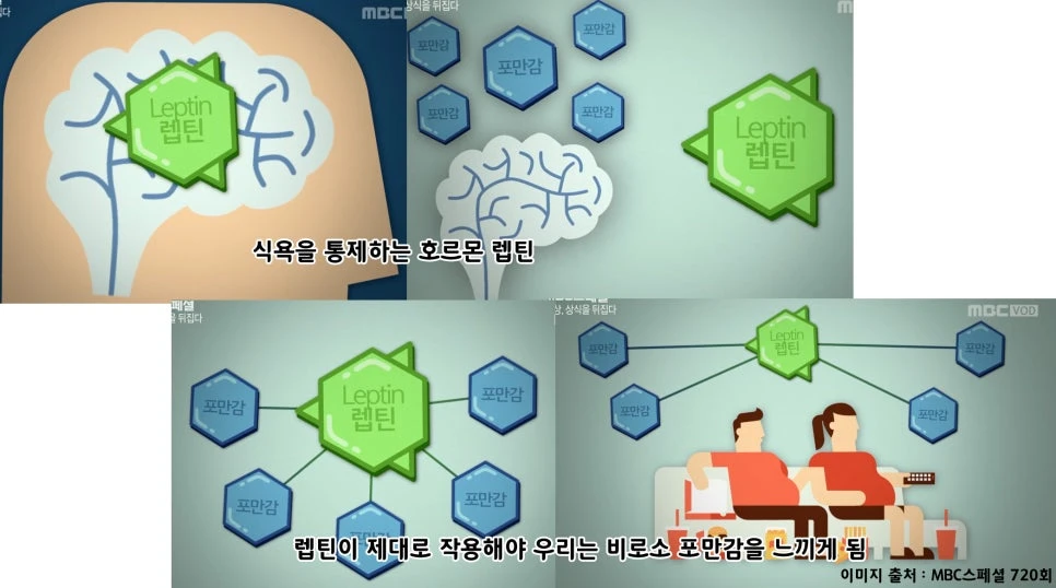 Television leptin explanation graphic
