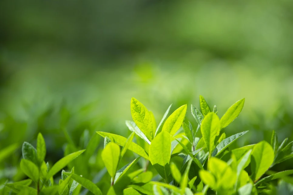 Green tea leaves