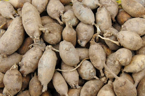 Apios tubers